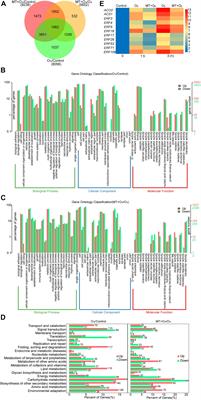 Melatonin Relieves Ozone Stress in Grape Leaves by Inhibiting Ethylene Biosynthesis